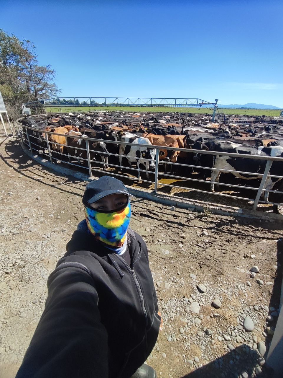 Farm life photo 3